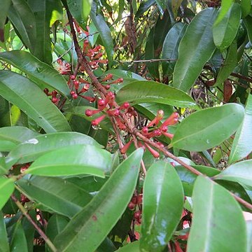 Syzygium lanceolatum unspecified picture