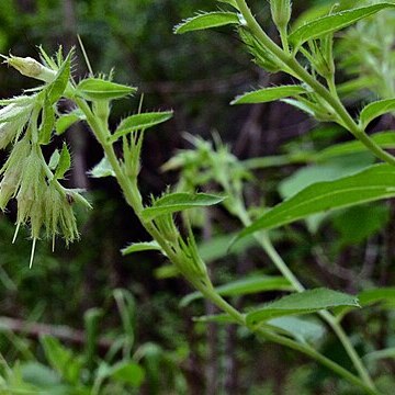 Lithospermum virginianum unspecified picture