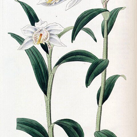 Dendrobium longicornu unspecified picture