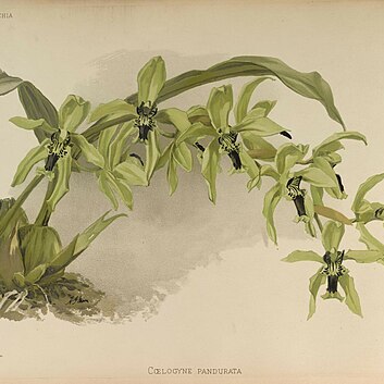 Coelogyne pandurata unspecified picture