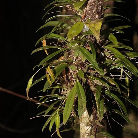 Bulbophyllum colubrimodum unspecified picture