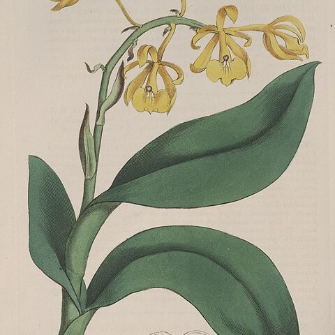 Epidendrum nutans unspecified picture