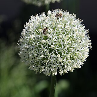 Allium giganteum unspecified picture