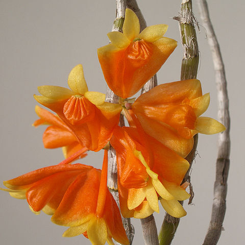 Dendrobium wentianum unspecified picture