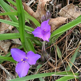 Tradescantia longipes unspecified picture