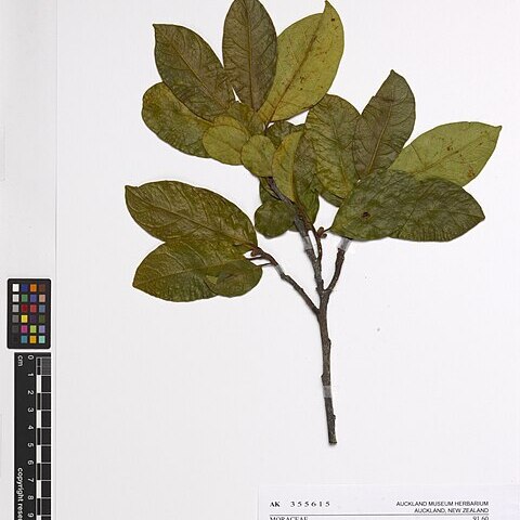 Artocarpus hypargyreus unspecified picture