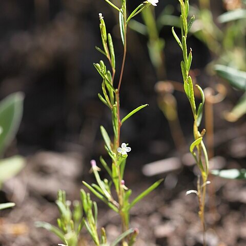 Gayophytum racemosum unspecified picture