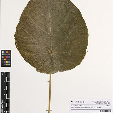 Endospermum macrophyllum unspecified picture