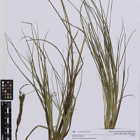 Juncus sonderianus unspecified picture