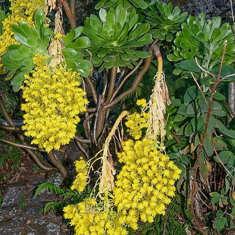 Aeonium arboreum subsp. holochrysum unspecified picture