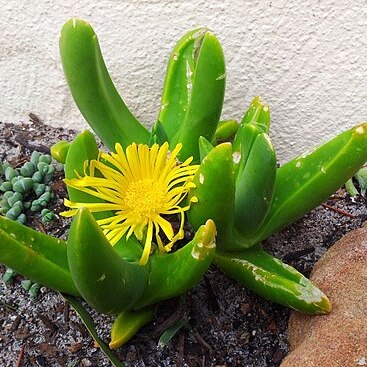 Glottiphyllum regium unspecified picture