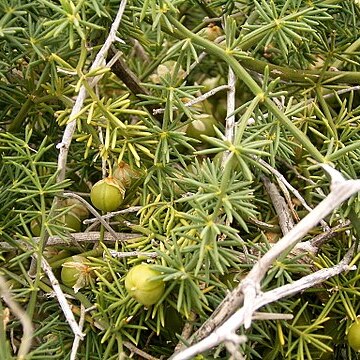 Asparagus umbellatus unspecified picture