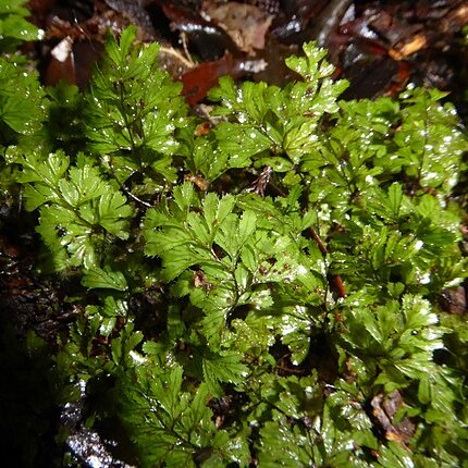 Hymenophyllum revolutum unspecified picture