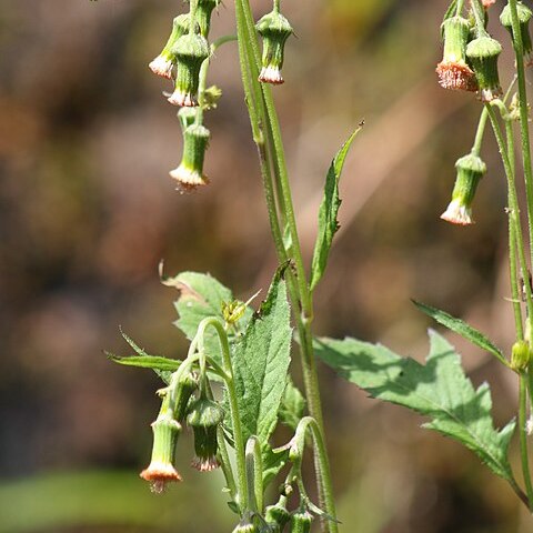 Gynura cusimbua unspecified picture