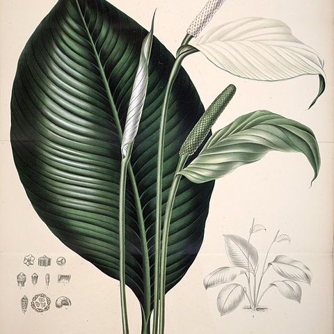 Spathiphyllum commutatum unspecified picture