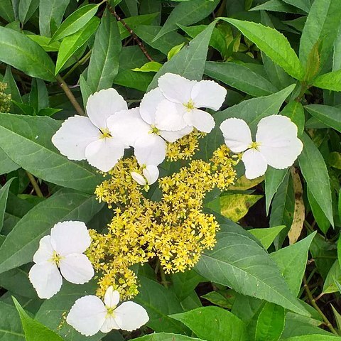 Hydrangea chinensis unspecified picture