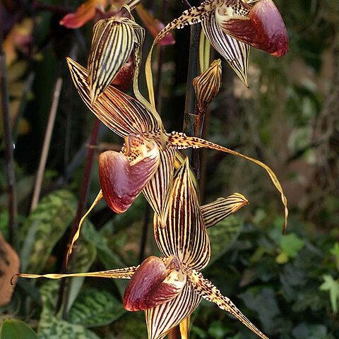 Paphiopedilum rothschildianum unspecified picture