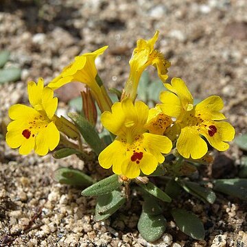 Erythranthe carsonensis unspecified picture