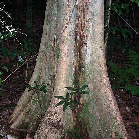 Syzygium corynanthum unspecified picture