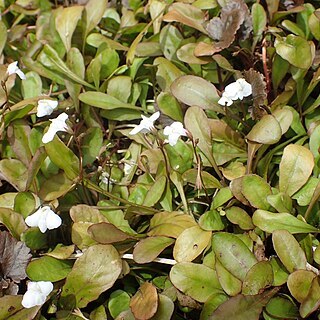 Mazus novaezeelandiae unspecified picture