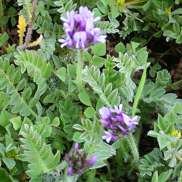 Astragalus stella unspecified picture