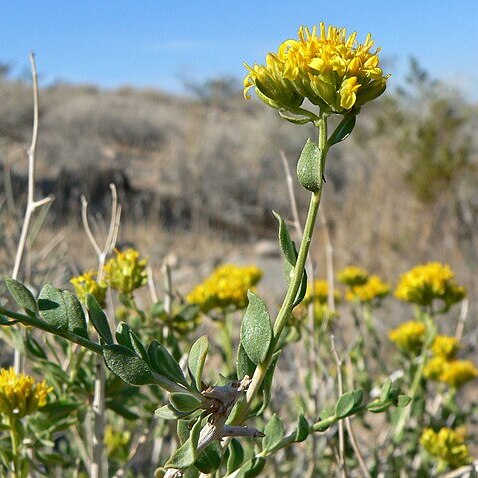 Amphipappus fremontii var. spinosus unspecified picture