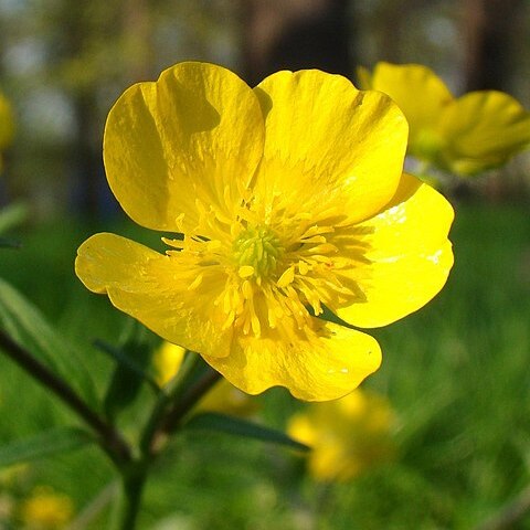 Ranunculus constantinopolitanus d'urv. unspecified picture