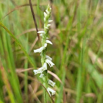 Spiranthes x intermedia unspecified picture