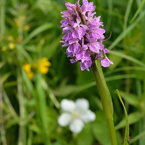 Dactylorhiza x kerneri unspecified picture