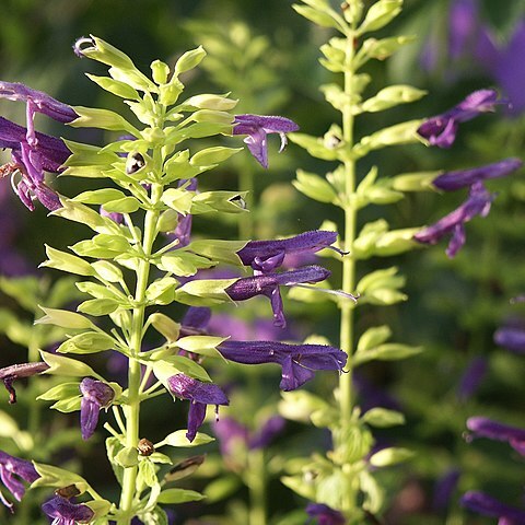 Salvia mexicana unspecified picture