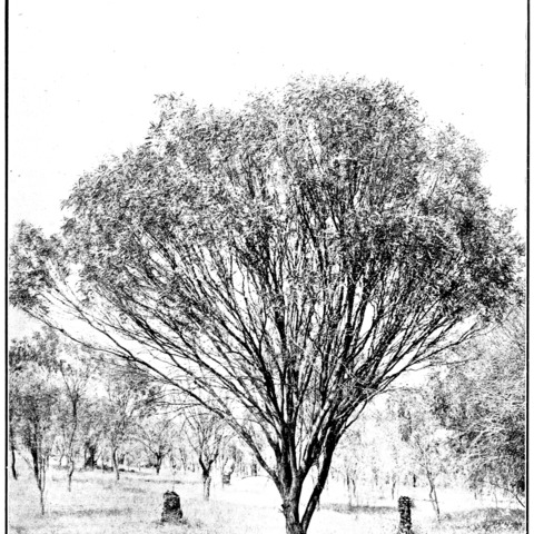 Acacia acuminata unspecified picture