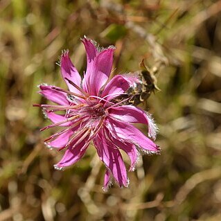 Barnadesia dombeyana unspecified picture