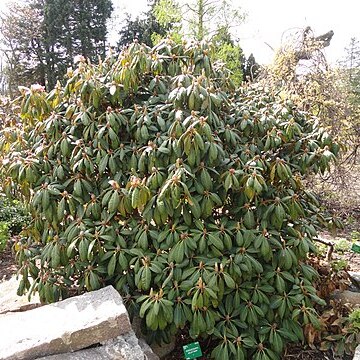 Rhododendron galactinum unspecified picture