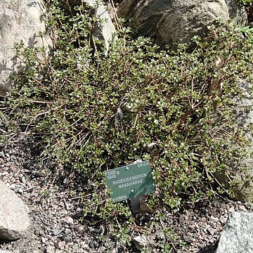 Rhododendron nakaharae unspecified picture