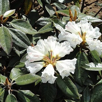 Rhododendron bureavii unspecified picture