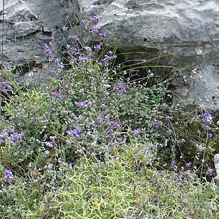 Origanum microphyllum unspecified picture