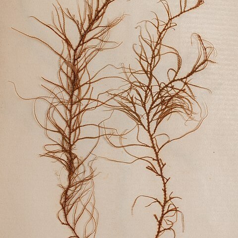 Lepidozia spinosissima unspecified picture