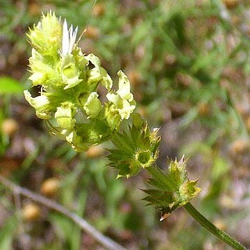 Sideritis chamaedryfolia unspecified picture