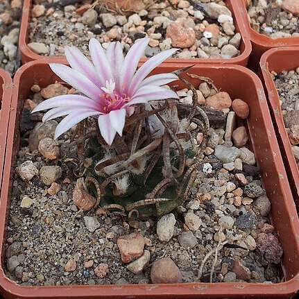 Turbinicarpus schmiedickeanus unspecified picture