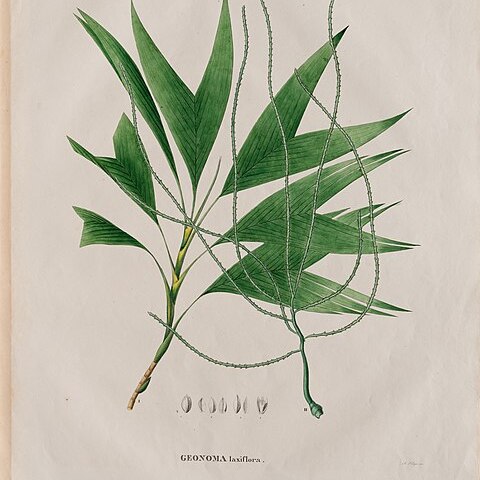 Geonoma laxiflora unspecified picture