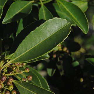 Ilex dumosa unspecified picture