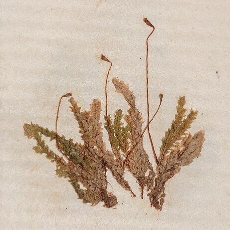 Distichophyllum crispulum unspecified picture