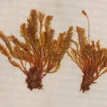 Rhizogonium novae-hollandiae unspecified picture