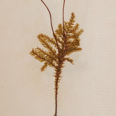 Hypnodendron arcuatum unspecified picture