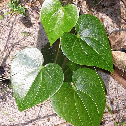 Sarcopetalum harveyanum unspecified picture