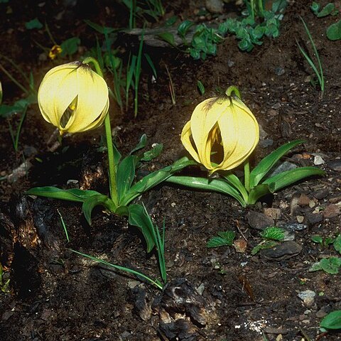 Lilium lophophorum unspecified picture