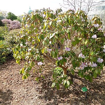 Rhododendron wallichii unspecified picture