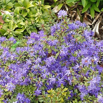 Rhododendron polycladum unspecified picture