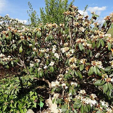 Rhododendron phaeochrysum unspecified picture