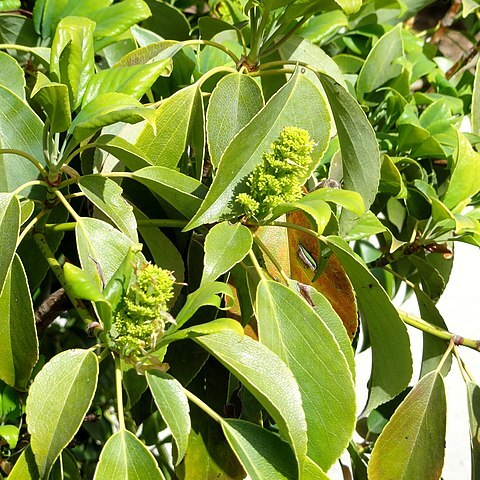 Rhododendron ciliatum unspecified picture